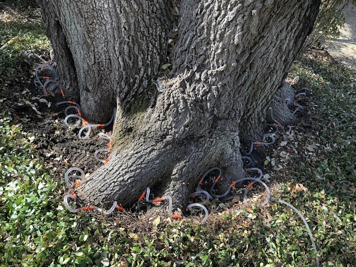 Detailed Tree Cabling and Bracing job site in Mount Morris
